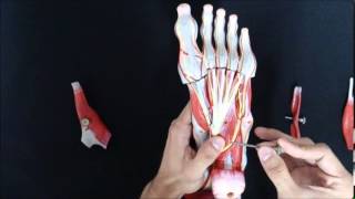 Vídeo aula do Sistema Locomotor - Músculos do pé