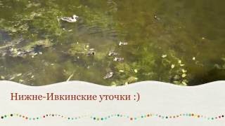 Самые позитивные утята. Киров. Нижне-Ивкино. Доброе видео :)