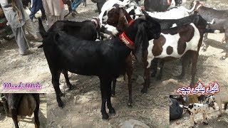 266 | BIG SIZE HEAVY MILKING GOATS ( BEETAL & NAGRA ) BAKRA MANDI 2019