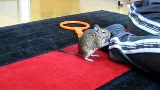 デグーのコナン　芸（お回り、ジャンプ、お手？）degu