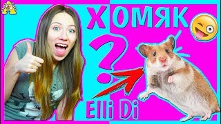 Хомяк Elli Di Pets / Назвала хомяка в честь Elli Di ? / Моя история / Алиса Изи