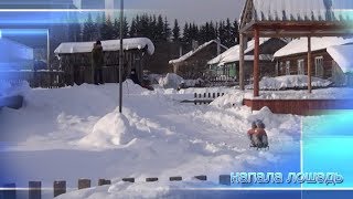 Напала лошадь