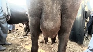 للبيع جاموسة والده دكر بنزيمة لبن # قناه الحلوين