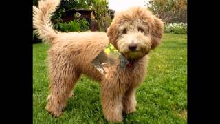 Лабрадудель/Labradoodle (порода собак HD slide show)!