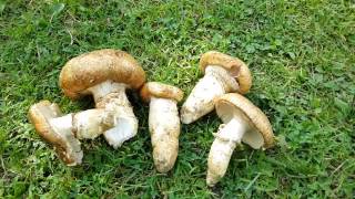Гриб Корбан (Catathelasma imperiale) - "карпатский трюфель"