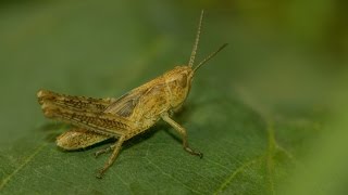 О чём поёт кузнечик