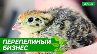 Удачный Бизнес: РАЗВЕДЕНИЕ ПЕРЕПЕЛОВ