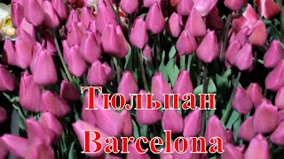 Тюльпан Barcelona