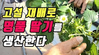 고설 재배로 명품 딸기를 생산한다