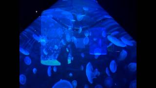Aqua Viva - Quallen-Ausstellung