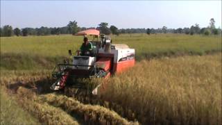 Cutting Rice with the Kubota DC 68G in Rural Thailand