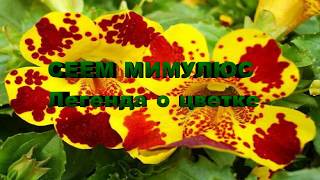 Сеем Мимулюс.  Легенда о цветке