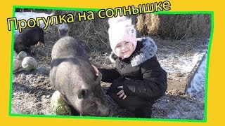 Вьетнамские поросята на солнышке// Дарья кормит хлебом // Жизнь в деревне