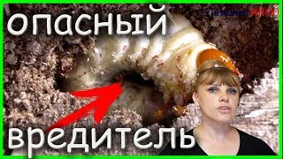 Как СПАСТИСЬ в саду и огороде от ЛИЧИНОК майского ЖУКА?