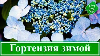 Подготовка гортензии к зиме, обрезка и укрытие гортензии на зиму
