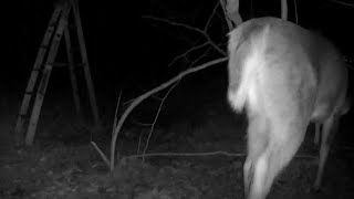 Deer Eats The Camera!