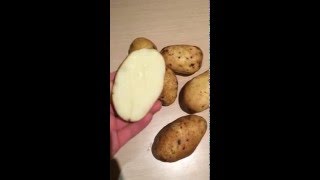 Картофель сорт "Янка" (Урожай 2015) - Видео отчет о качестве
