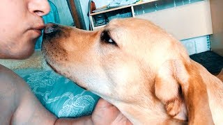Лабрадор Мерри утренние поцелуи