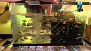 Tilapia Breeding & Farming Tank Set Up