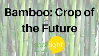 "Bamboo: Crop of the Future" - practice English with Spotlight