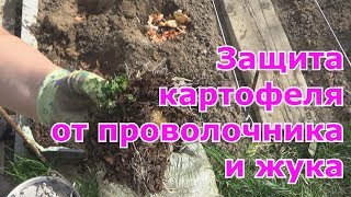 Как избавиться на картофеле от проволочника и колорадского жука