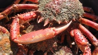 La saison des araignées - Chasse sous-marine