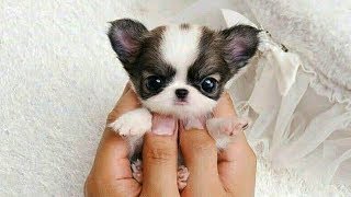 Cute is Not Enough - Funny Cats and Dogs Compilation