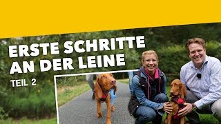 Leinenführigkeit: Erste Schritte an der Leine Teil 2 ► Spaziergang ohne Ziehen [Training #14] (2019)