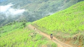 Colômbia substitui cultivo de coca com ajuda das Farc