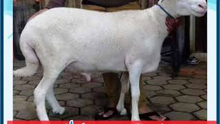 Harga Hewan Qurban 2018 Depok | 0812 9627 2689