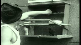 Prisoner of War trains birds at a POW camp in the United States during World War ...HD Stock Footage