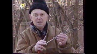 Наш сад. Как формировать саженцы плодовых деревьев