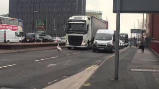 Swan Disrupting Traffic In Manchester