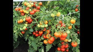 ЗАПОМНИТЕ!ЧТО БЫ ПОМИДОРОВ БЫЛО МНОГО НАДО СДЕЛАТЬ ЭТО!!!
