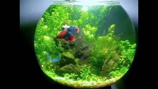 Аквариум шар и Betta splendens