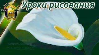 Как научится рисовать красивые цветы. Каллы.
