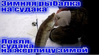 Ловля судака 2016. Ловля судака на жерлицу зимой.