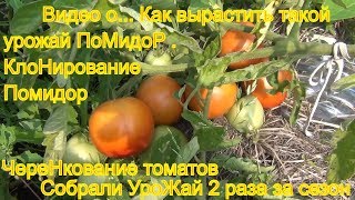 Видео о. Как вырастить такой урожай ПоМидоР . Выращивали через ЧереНкование томатов  КлоНирование