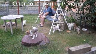 Олегрокатринки Роланы