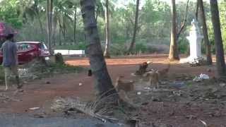 Dog Fighting in India Goa /  Бой собак в Гоа, Индия.