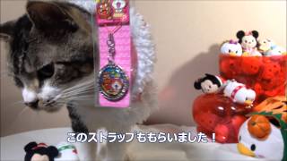 リキちゃんに届いたクリスマスプレゼント☆【リキちゃんねる　猫動画】　shin3mani@TV沖縄編しんさんより♪　リキちゃん編