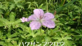 岐阜県・池ケ原湿原ラブネイチャーハイク／改編／山歩き／日本自然学校