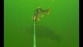 A big carp and a tench in fast swimming    where are they going