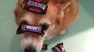 20 причин завести собаку в семью