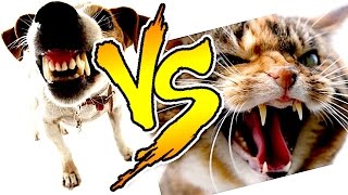 PROVA A NON RIDERE ANIMALI ★ CANI VS GATTI MAGGIO 2017 #8 - Funny animals fails May 2017 ?