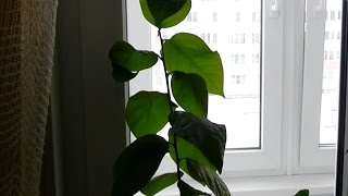 Выращивание хурмы в домашних условиях Часть 5 Оттепель