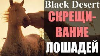 ТРИ способа СКРЕЩИВАТЬ ЛОШАДЕЙ в Black Desert Online (ГАЙД)