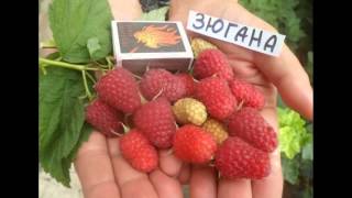 Малина  ЗЮГАНА  -   ремонтантный сорт-тутаймер.