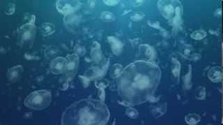 Чудища морей Доисторическое приключение