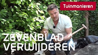 Zevenblad verwijderen: hoe doe je dat? | Tuinmanieren
